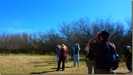 birding patagonia_004