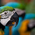 Parrots HD Wallpapers