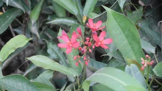 Peregrina flower