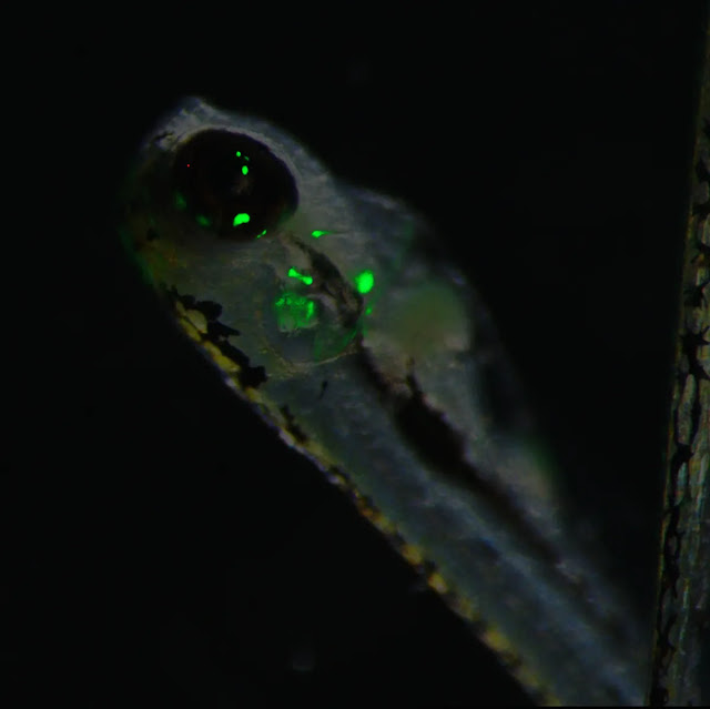 Cerca de larvas de pez cebra con algunas manchas de color verde brillante