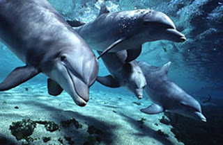 dolphin wallpaper animal sea dolphins lumba-lumba