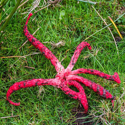 Смердящий_рог_осьминога_Clathrus_archeri