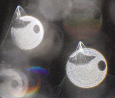 strange orb pattern