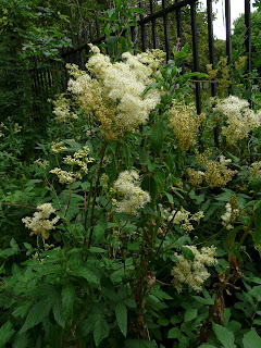 Meadowsweet