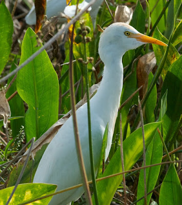 Cattle Egret (Bubulcus ibis)