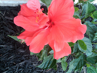 Red Double Hibiscus