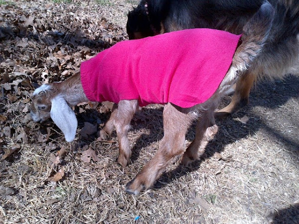 How to Make No-Sew Kid Coats for Your Goats