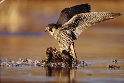 peregrine falcon