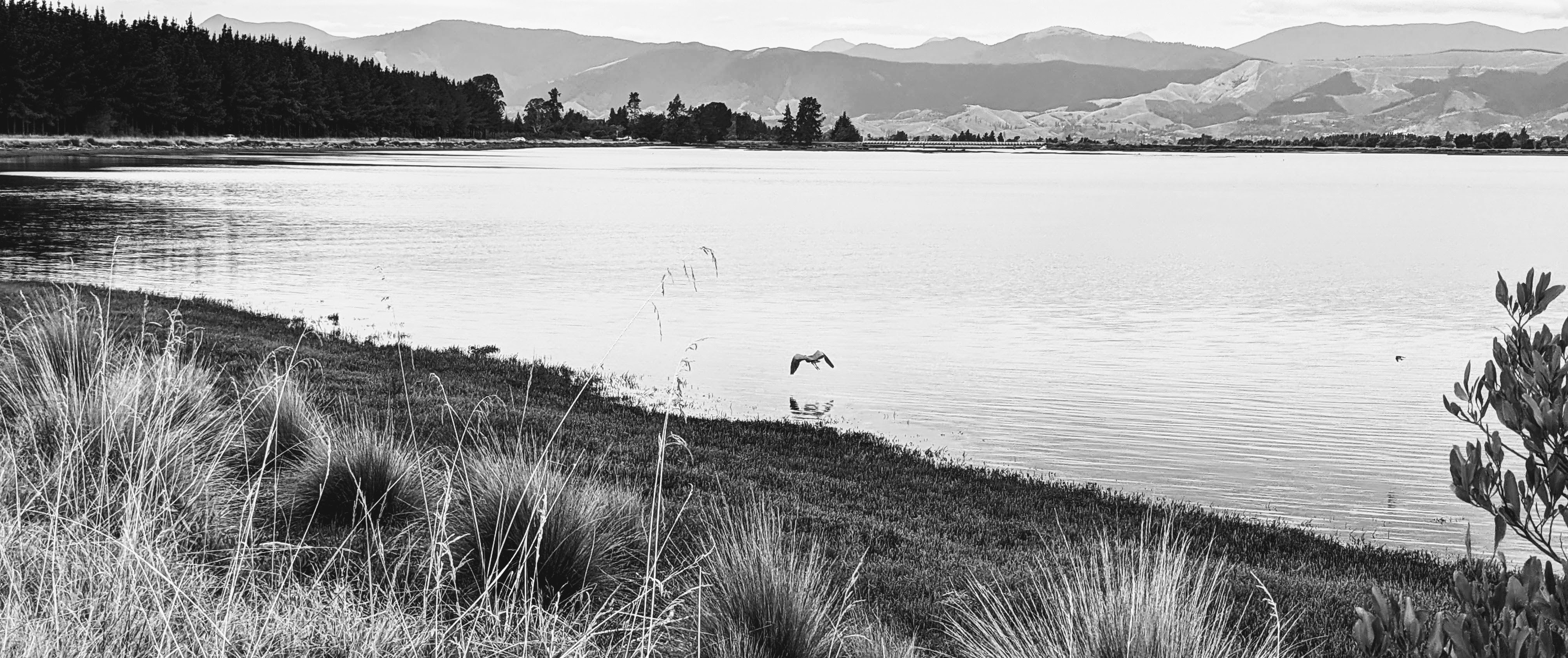 Calm water with a bird gliding over it and hills in the distance as seen from Rough Island (black and white photo)