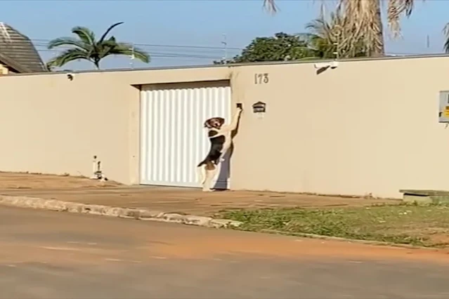 Cachorro toca campainha após ficar trancado fora de casa e viraliza nas redes sociais: assista