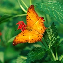 Butterfly Wallpapers, gambar kupu-kupu