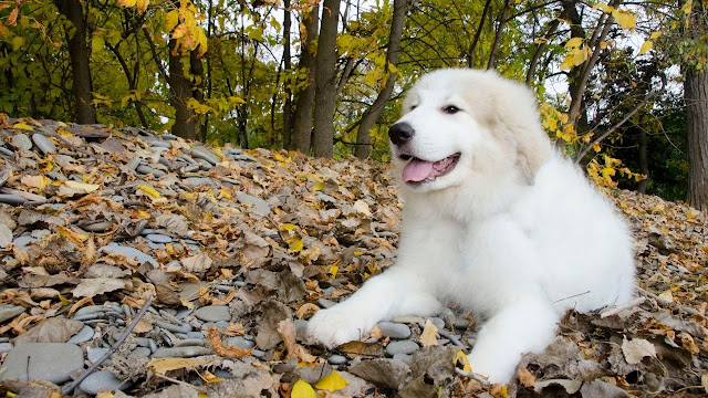 Are the Great Pyrenees Good with Kids?