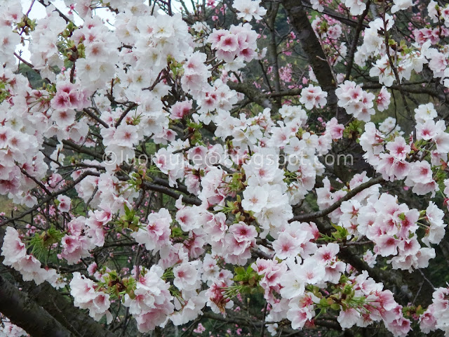 Yangmingshan cherry blossom