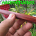 Pipa Rokok KAYU GALIH NAGASARI Makam Pajajaran Cutting Belimbing 05 by MAKRIFAT BUSINESS