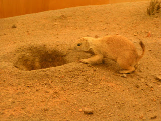 Stuffed animals on display