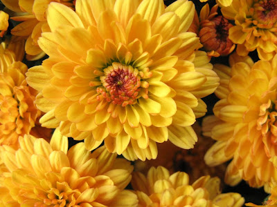 Yellow Flowers