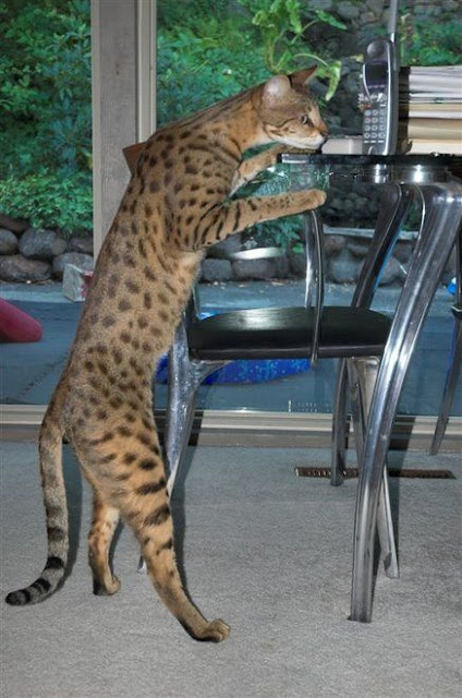 Animal Planet, The elegant savannah cats