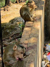 Two monkeys sitting in a row eating ice golas