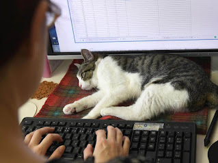 Empresa japonesa encuentra en los gatos la solución perfecta para contrarrestar el estrés de los empleados en el lugar de trabajo