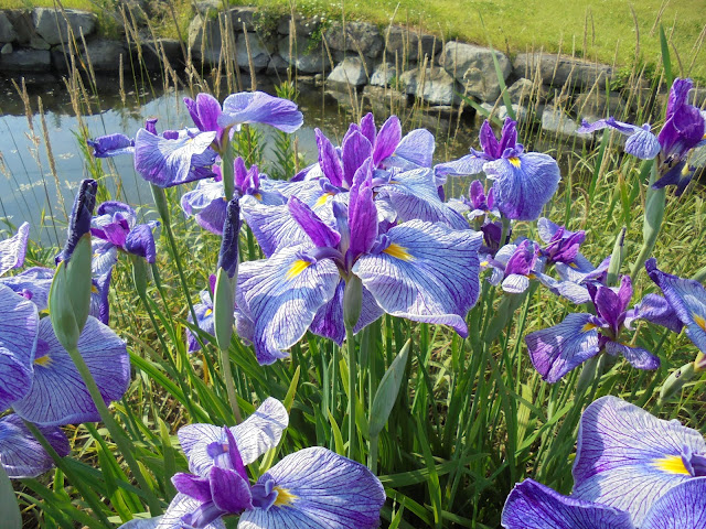 花菖蒲（ハナショウブ）