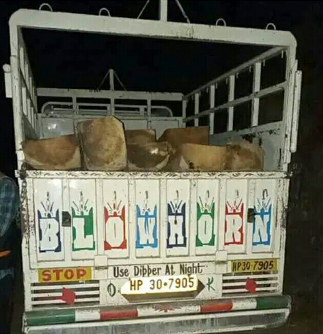  वन विभाग की टीम ने गाड़ी समेत दबोचे दो लोग ,देवदार की लकड़ी की तस्‍करी करते