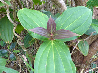 Medinilla magnifica - Médinille magnifique