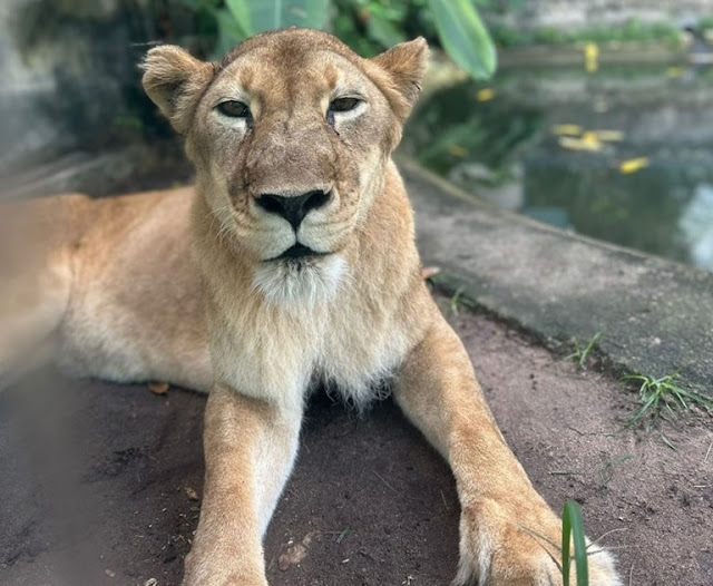 Prefeitura de João Pessoa restabelece verdade e explica tratamento de saúde da leoa Mimi na Bica
