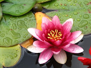 A Flor que . (flor de lotus)