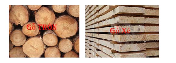 nguyên liệu gỗ Thông