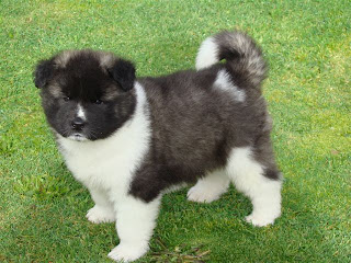 Cute Akita Puppy Pictures