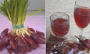  INILAH 43 Daftar Penyakit Mematikan Yang Bisa Di Hancurkan Oleh Bawang Dayak!! Simak Penjelasannya..!!