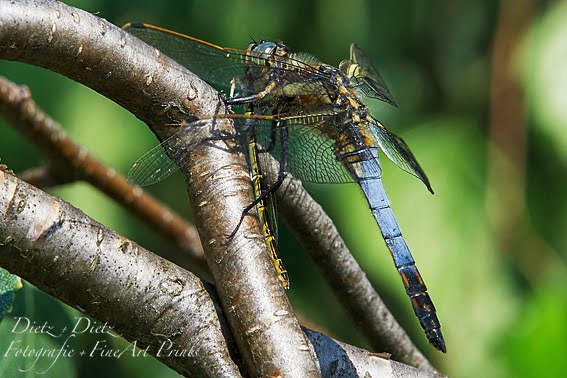 Grosser Blaupfeil (Orthetrum cancellatum)