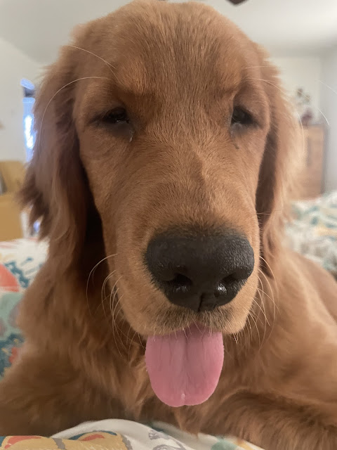 A head shot of big boy Miles laying on my bed with his tongue handing out of his mouth.