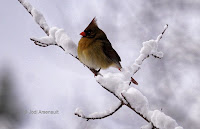 Northern cardinal female, Roseville, PEI, Canada - by Jodi Arsenault, Nov. 2018