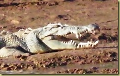 13Croc
