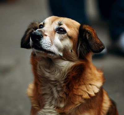 従順な犬