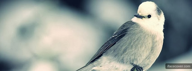 30+ Beautiful Cute Birds Facebook Cover Photos