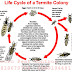 Termites Colonies survived 