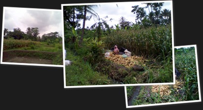 View album