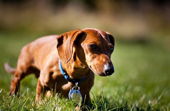 Dachshund