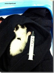 vaccinare il gatto 3