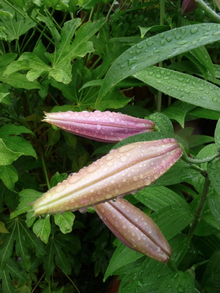 P1090005