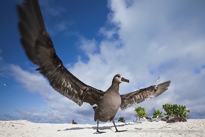 http://beautifulwallpapersfordesktop.blogspot.com/2014/01/black-footed-albatross-wallpapers-hd.html