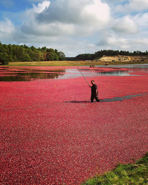 Cranberry Harvest | The Autumn Jewels of Cape Cod | LaBelle's General Store