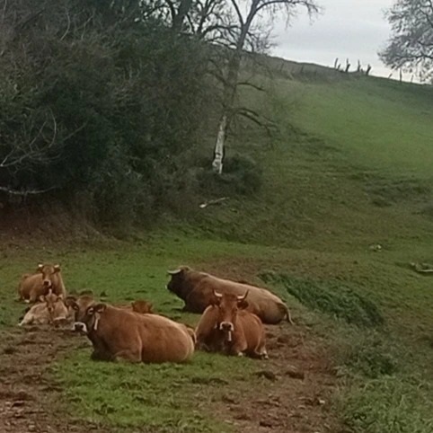 vacas