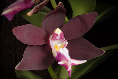 Trichoglottis atropurpurea care and culture