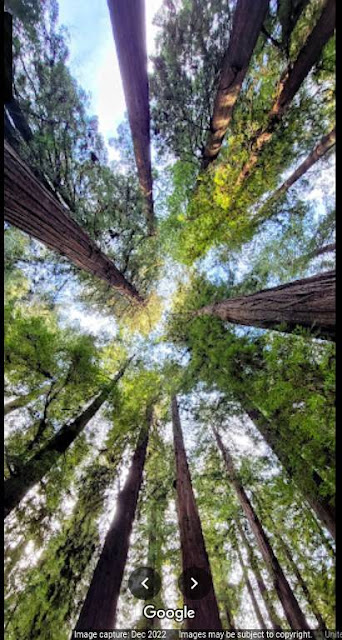 Looking Up on the Avenue of the Giants