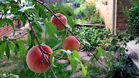 Growing Peach Tree From Seed