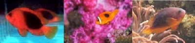 Clownfish