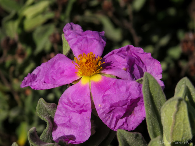 Cistus